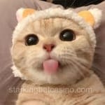 Avatar de Roxana Ruelas